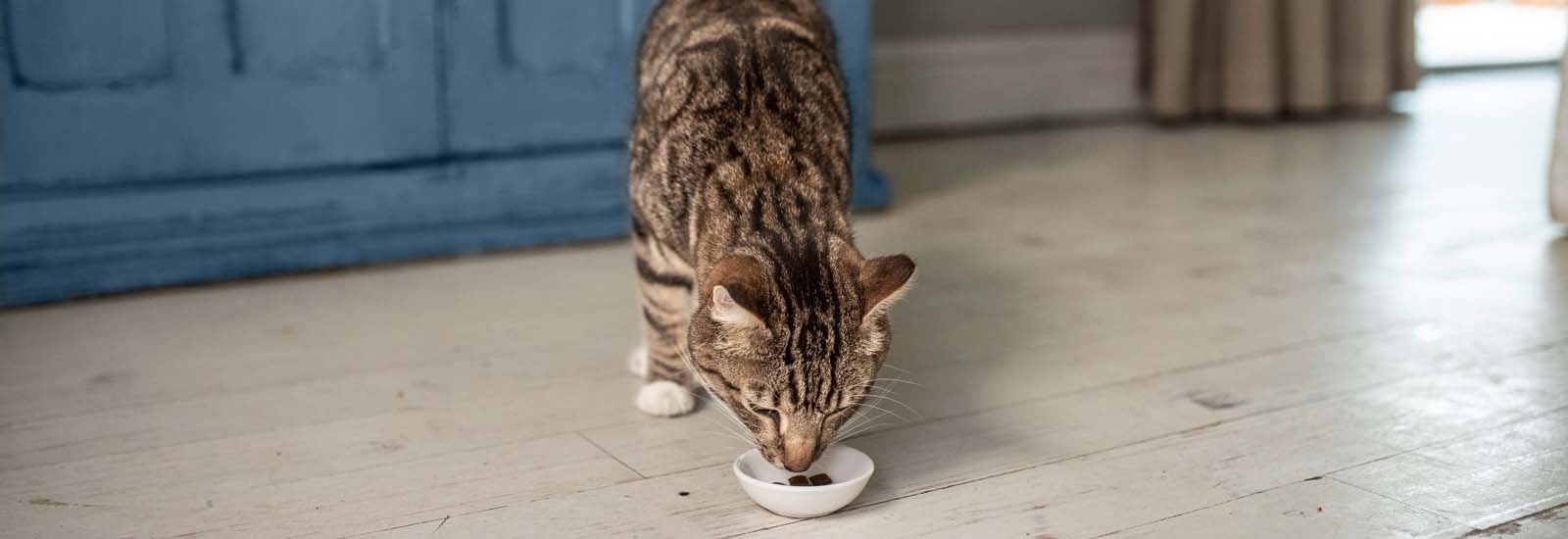 Katze frisst Leckerlies