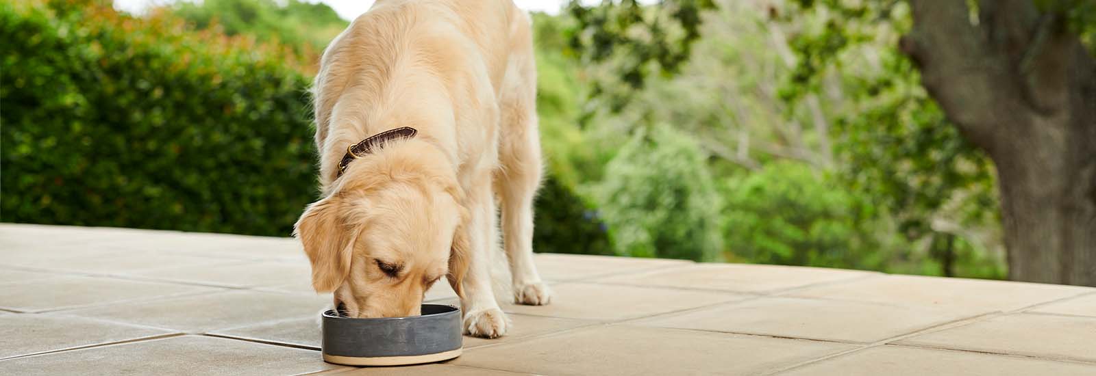 Hund frisst draußen