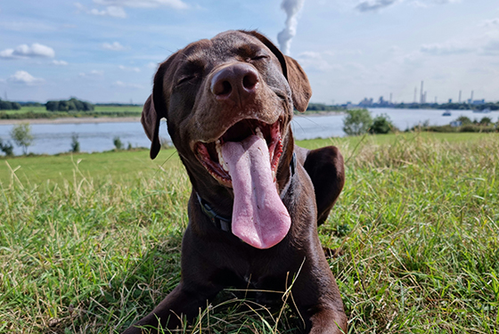 Hund Ben lächelt in die Kamera