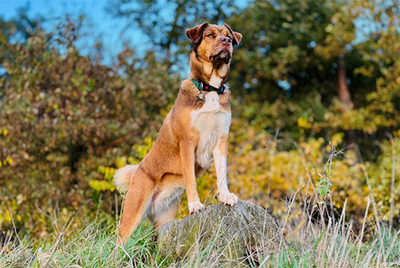 Hund Akira steht mit den Vorderpfoten auf einem Stein