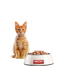 Getigertes Kitten neben Futternapf