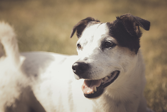 Hund Nemo steht in einem Feld
