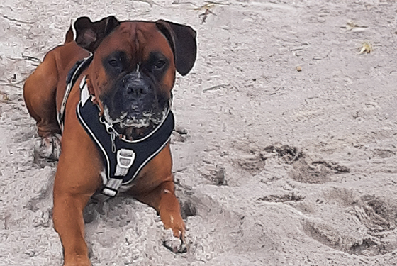 Hund liegt am Strand im Sand