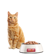 Getigerte Katze sitzt neben Futternapf