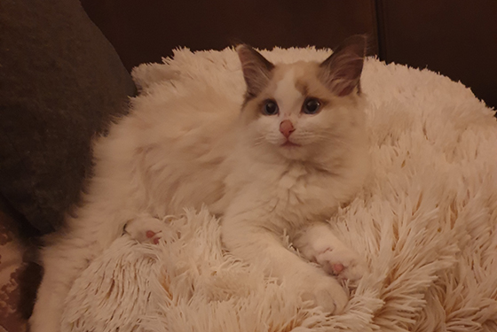 Katze Missy liegt in ihrem Körbchen