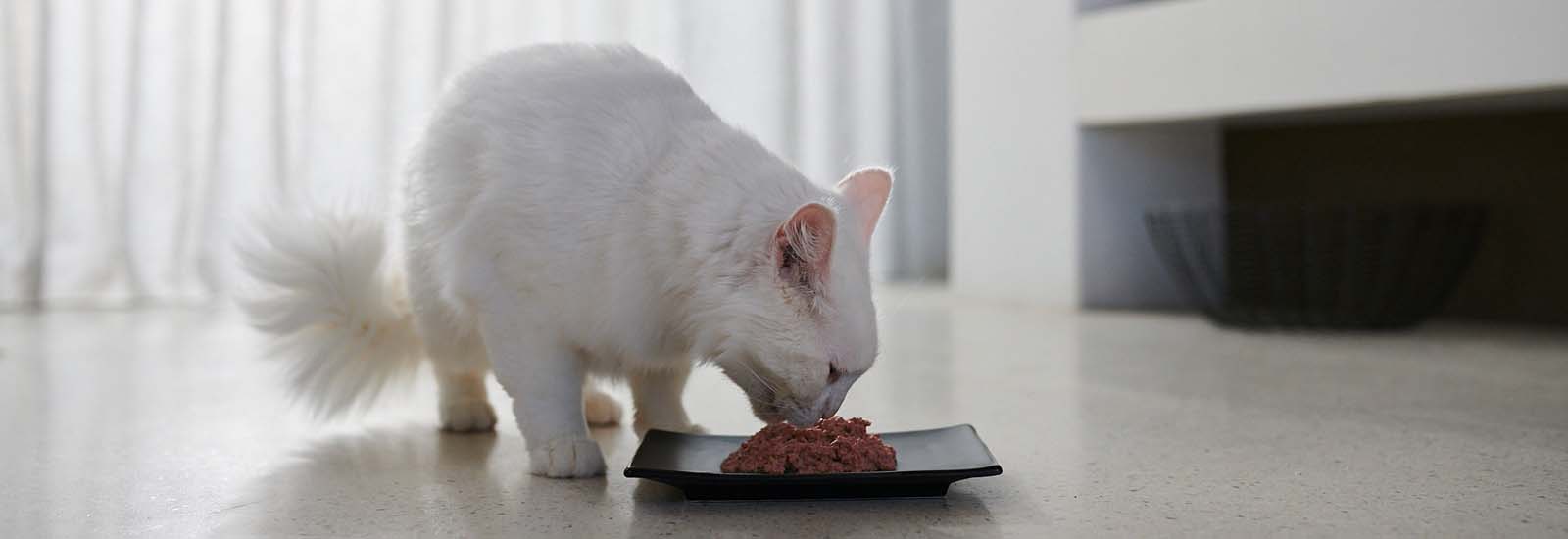 Katze frisst aus Napf