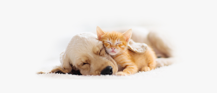 Hund und Katze