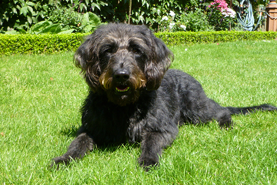 Hund Buddy liegt auf dem Rasen