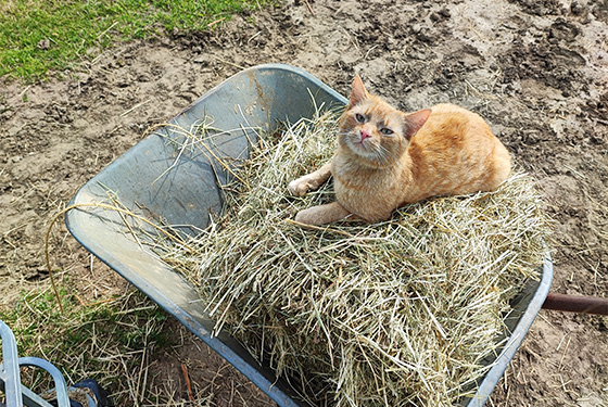 Katze liegt im Heu