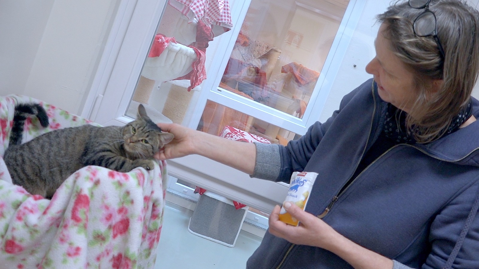 Pflegerin streichelt eine Katze