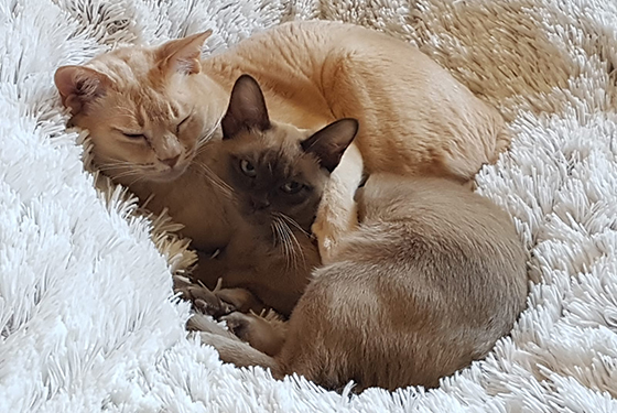 Katzen Honey und Fibi kuscheln zusammen