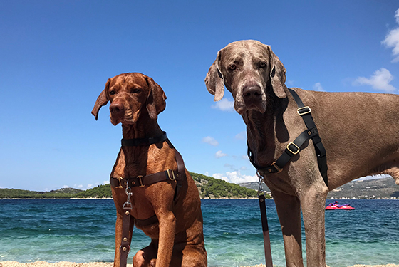 Hunde Zeo und Lenny am Strand