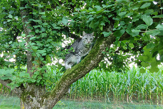 Katze sitzt im Baum