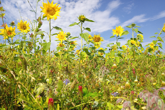 Blumenwiese