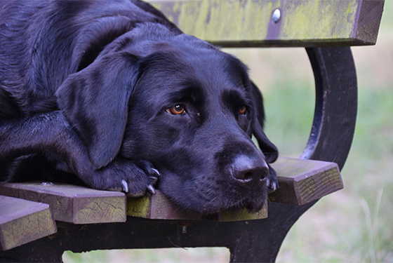 Hund Sunny liegt auf einer Bank