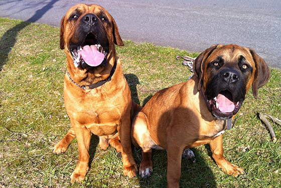 Hunde Luka und Lui sitzen im Gras