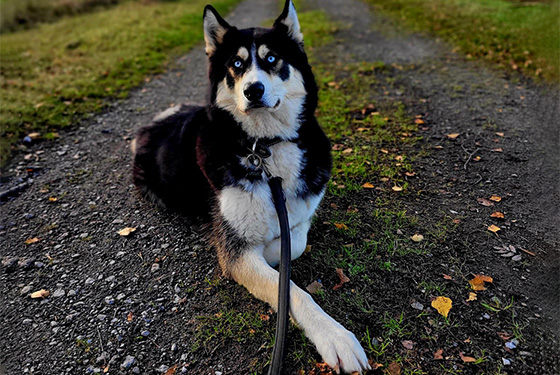 Hund Arkani liegt auf einem Feldweg