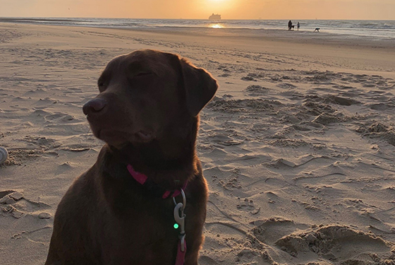Hund Frieda beim Sonnenuntergang