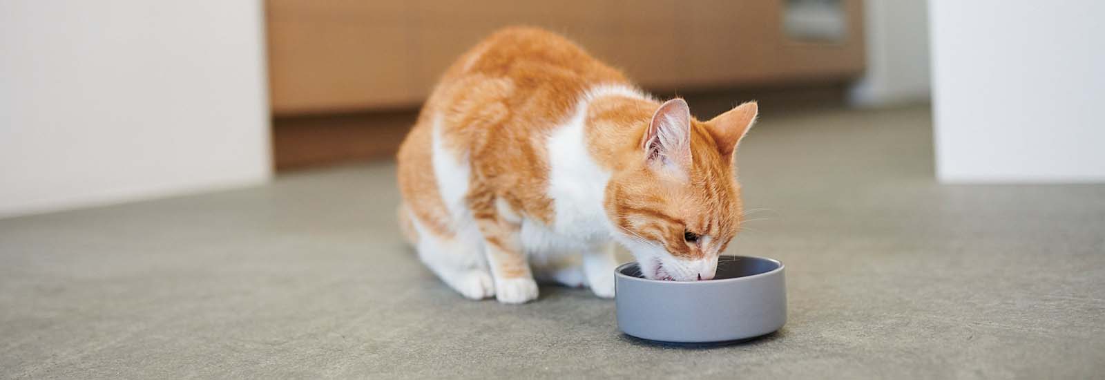 Katze sitzt vor Futternapf