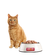 Getigerte Katze sitzt neben Futternapf