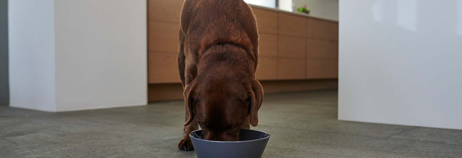 Hund frisst draußen