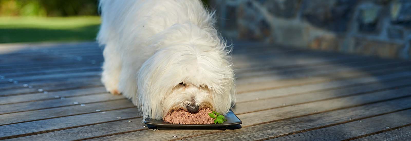 Hund frisst draußen