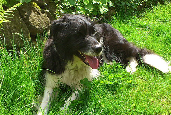 Hund Timboy liegt im Gras