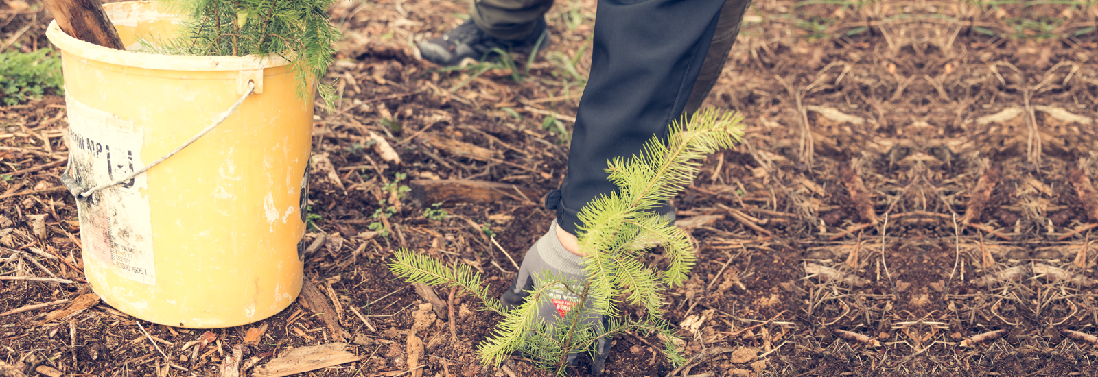 Baum wird in den Boden gepflanzt