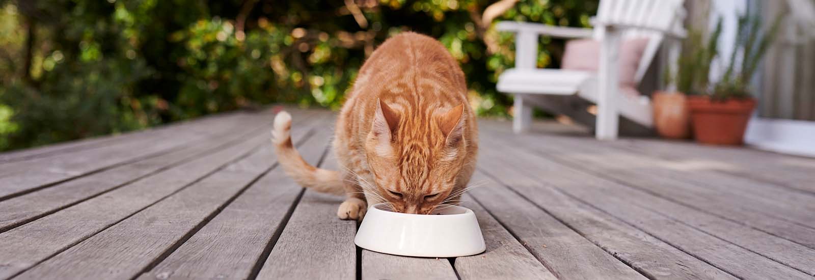 Katze frisst aus Napf