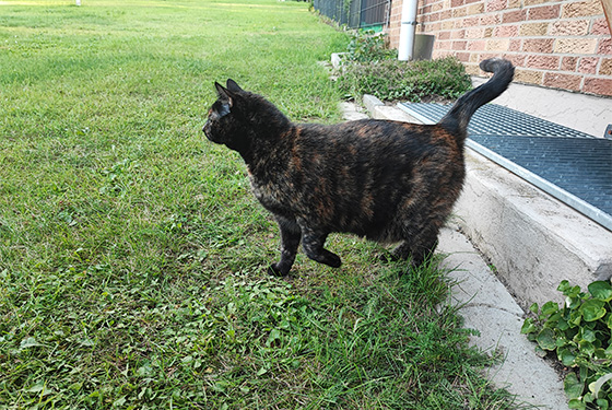 Katze läuft durch den Garten