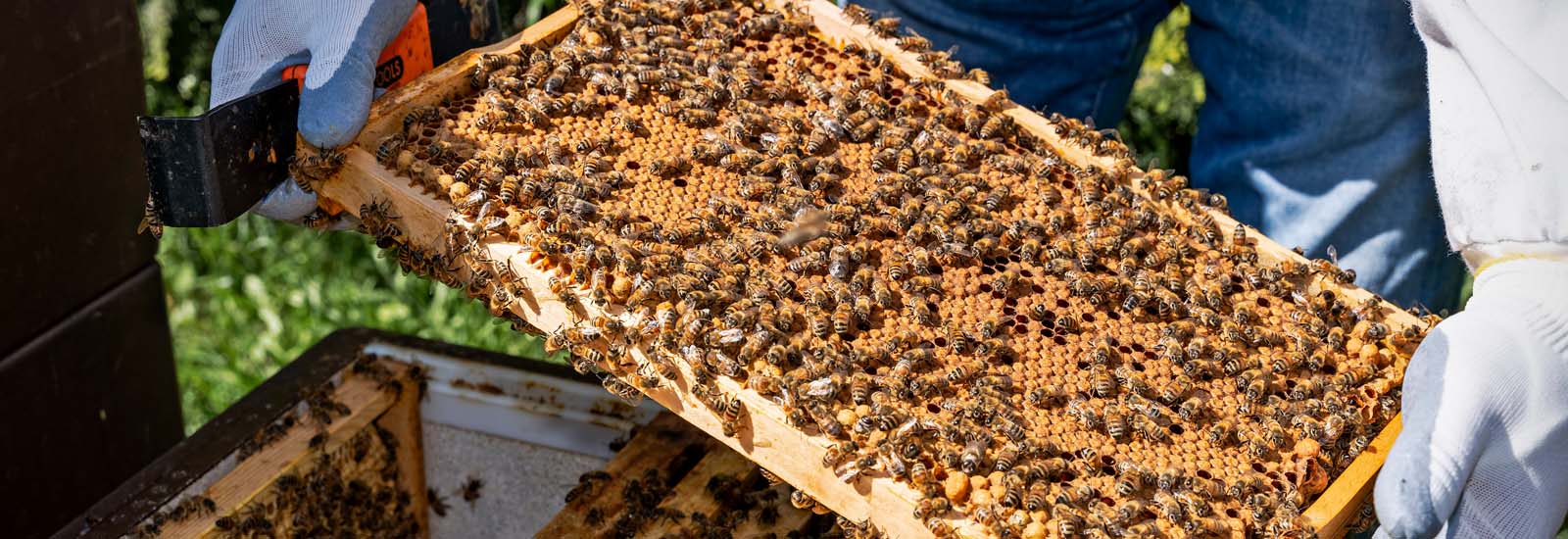 Honigwaben mit Bienen