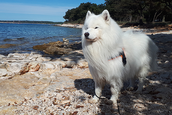Hund Samy steht am Meer