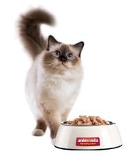 Langhaarige Katze steht neben Futternapf