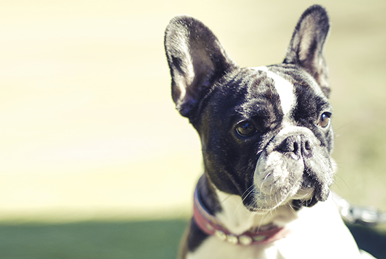 Portrait von Hund Loulou