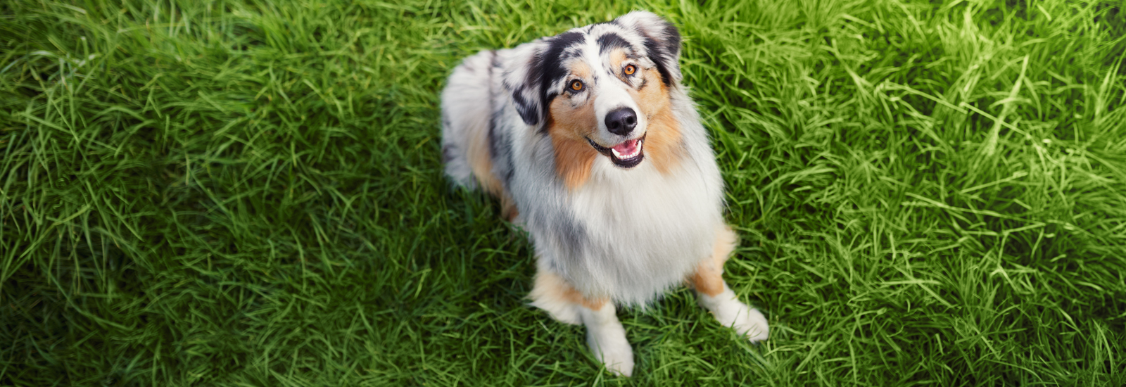 Hund auf einer Wiese