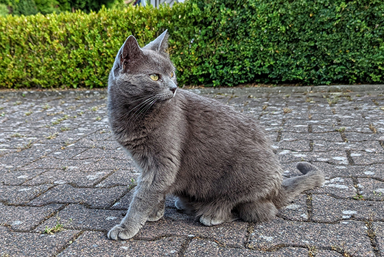 Katze Dana sitzt auf der Terasse