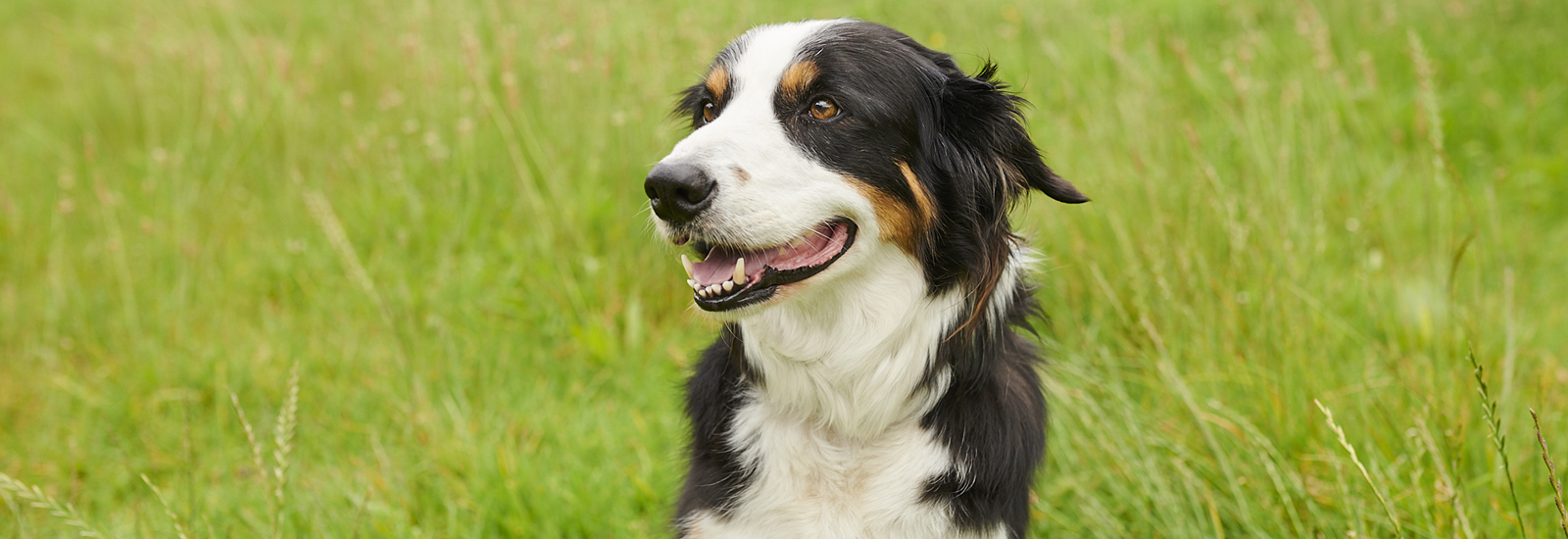 Hund draußen
