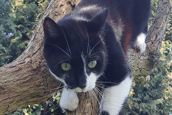 Katze Piet liegt auf einem Ast