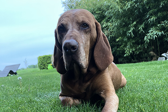 Hund Amon liegt im Gras